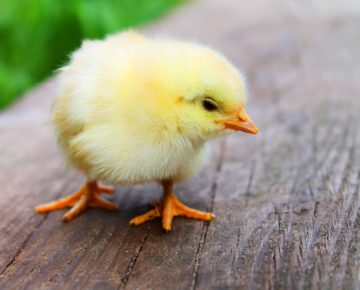 Baby Chick Care - What you need to know?