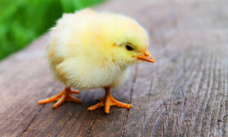 Baby Chick Care - What you need to know?