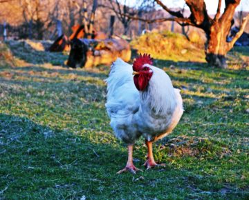 What to expect with free ranging chickens?