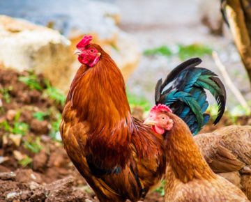 What is a chicken pecking order?